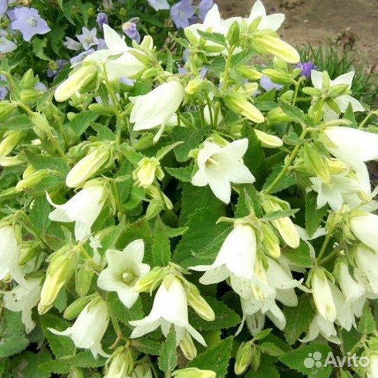 Колокольчик