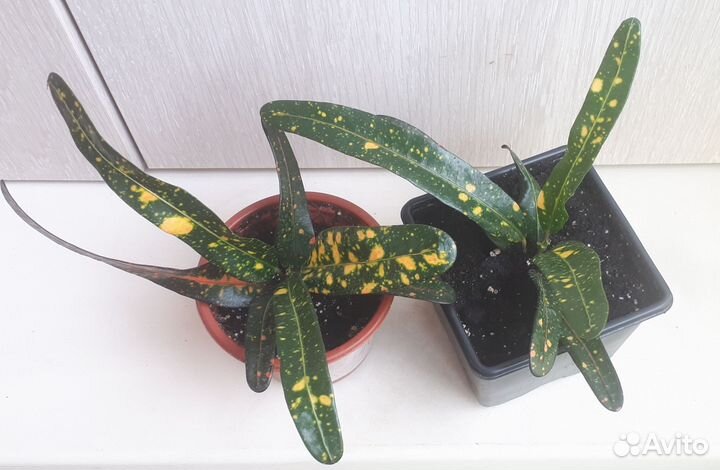 Кротон Батик