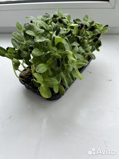 Микрозелень подсолнуха