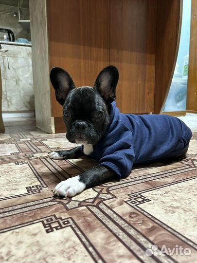 Кофта для собак