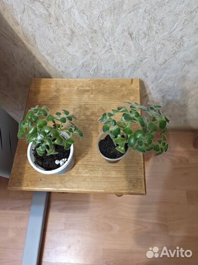 Аихризон (дерево любви)