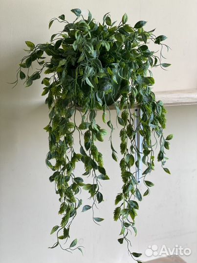 Ампельные растения