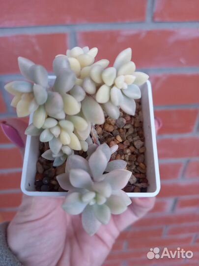 Граптопеталумы 'Mendozae' и ' Ellen' var