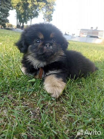 Пекинес 4 мес,девочка,вет.паспорт