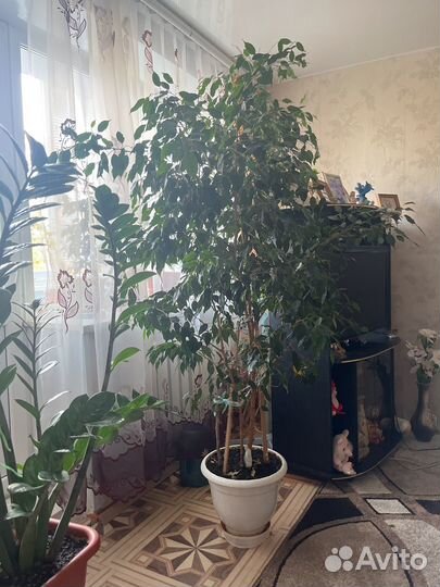 Фикус бенджамина большой