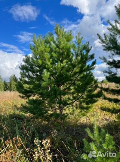 Сосна Обыкновенная саженцы с доставкой