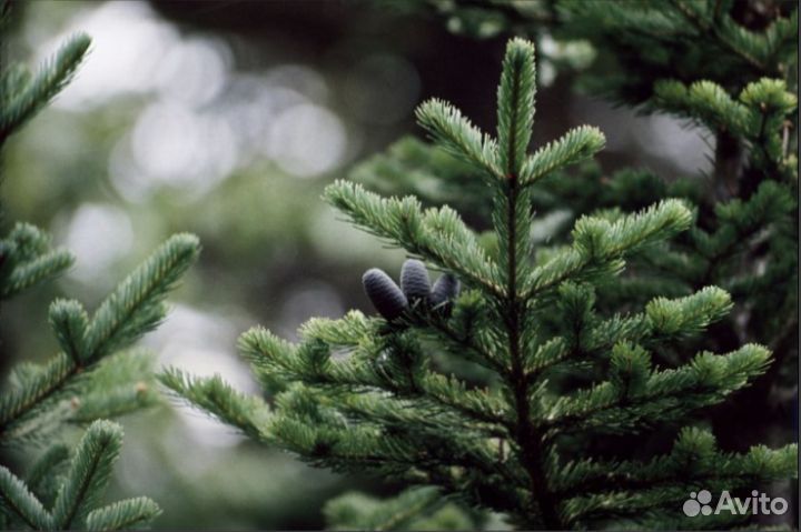 Елка новогодняя