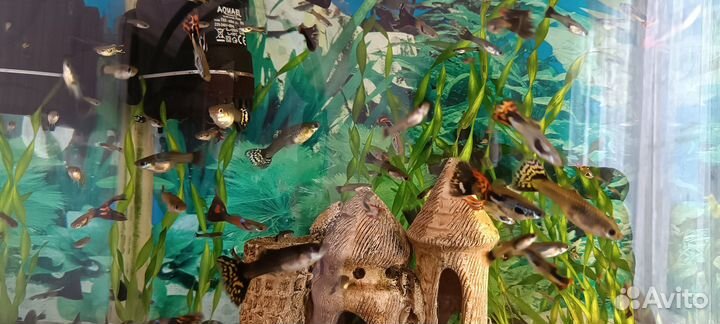 Мальки гуппи