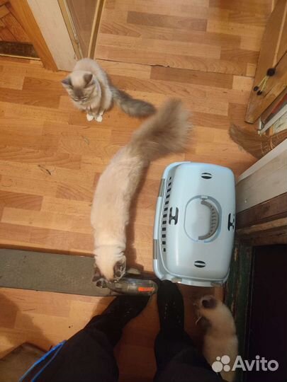 Переноска для кошек и для собак новая