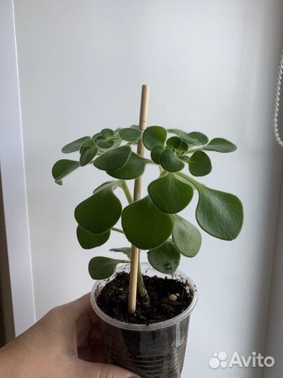 Цветок любви