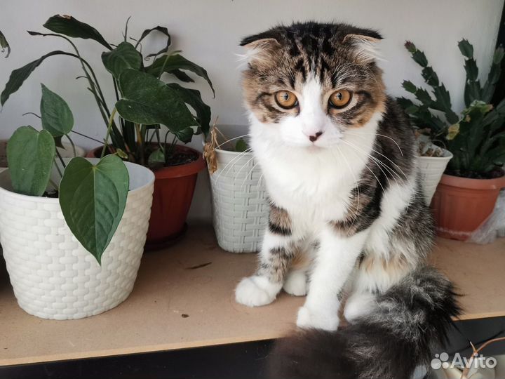 Шотландский вислоухий кот вязка