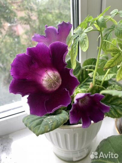 Глоксиния сортовая