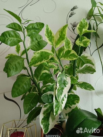 Педилантус