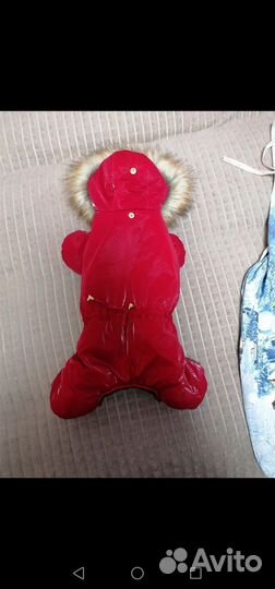 Одежда для собак