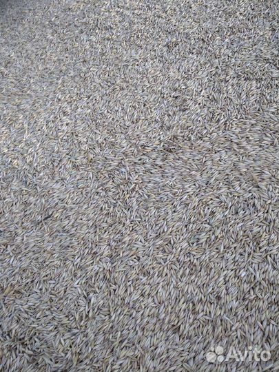 Продам зерно овес