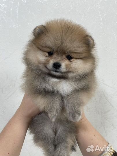 Собака- Улыбака