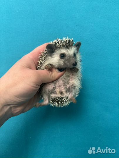 Африканские ежи - ручные ежата. Питомник. Доставка