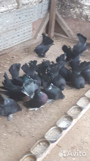 Статные голуби