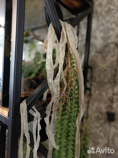 Выползок змеи