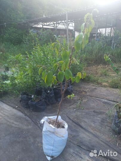 Саженцы хурмы, 3 года, инжирная/шоколад.королёк