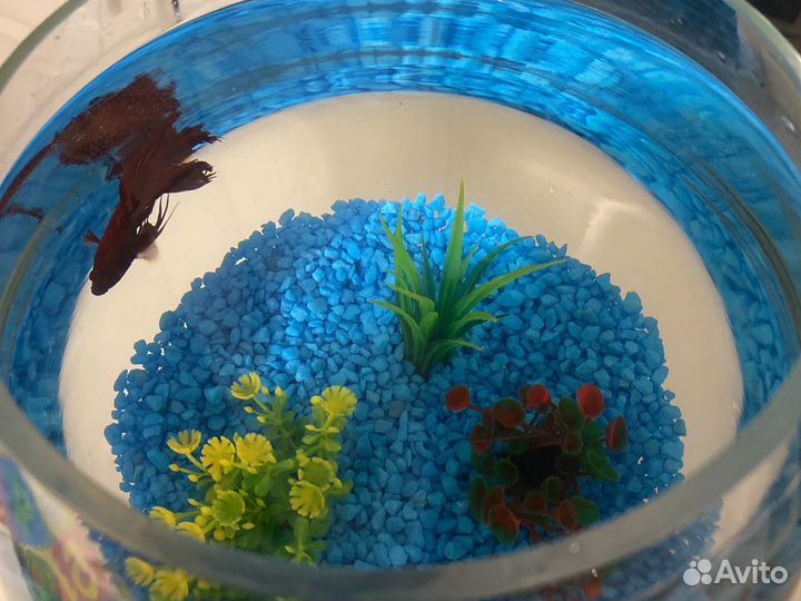 Рыбка петушок с аквариумом