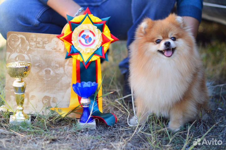 Шпиц вязка.Кобель с Прекрасной родословной ждёт да