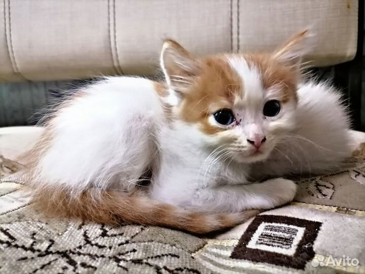 Кошка и два кота