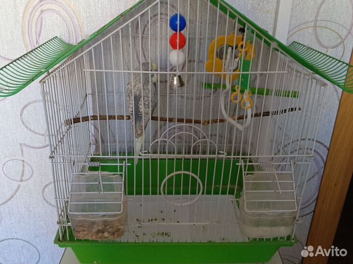 Волнистый попугай с клеткой