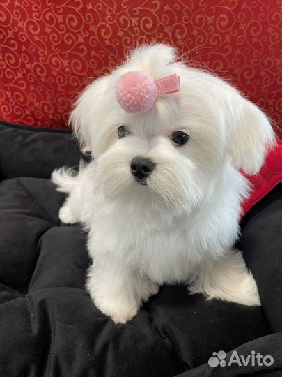 Щенки Мальтезе