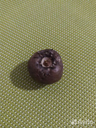 Аморфофаллус 