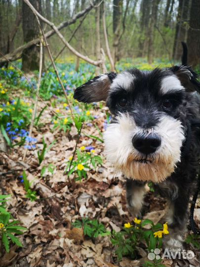 Передержка животных