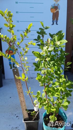 Саженцы с плодопитомника