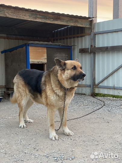 Собаки бесплатно