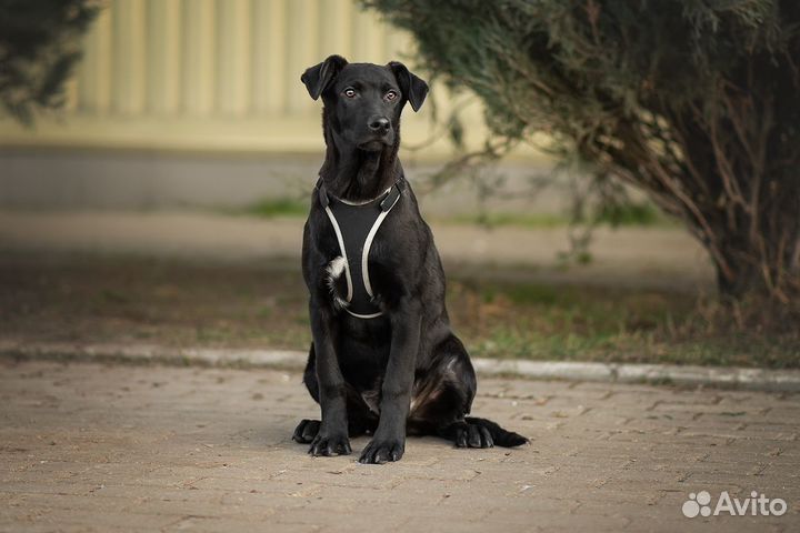 Молодой щенок из приюта, Лукас ищет дом