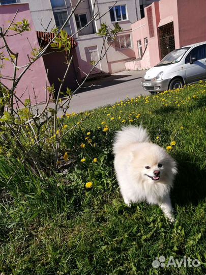 Кобель для вязки шпиц