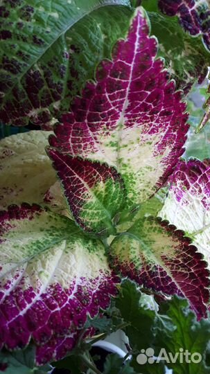 Колеус Аватар