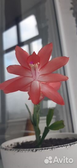 Отдам. Декабрист