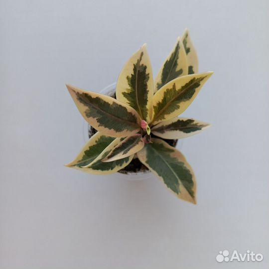 Фикусы сортовые