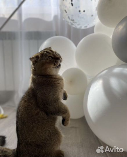 Кот в добрые руки