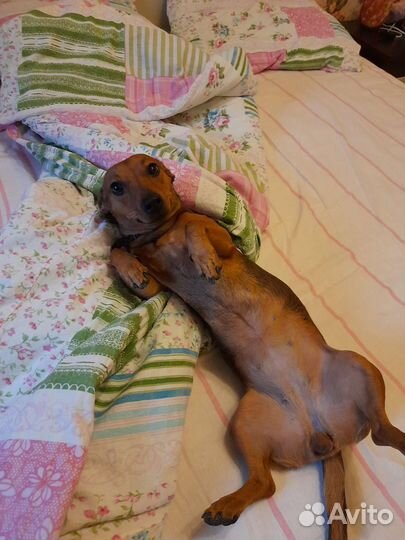 Передержка собак (в квартире)