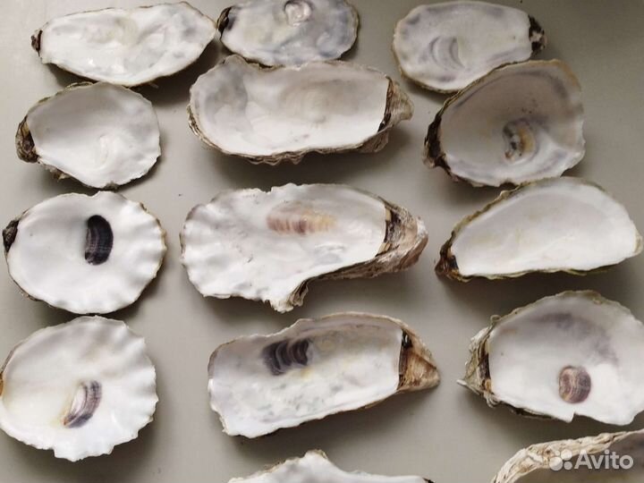 Раковины устриц