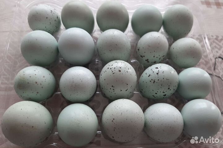 Перепела селадон, феникс, яйцо инкубационное