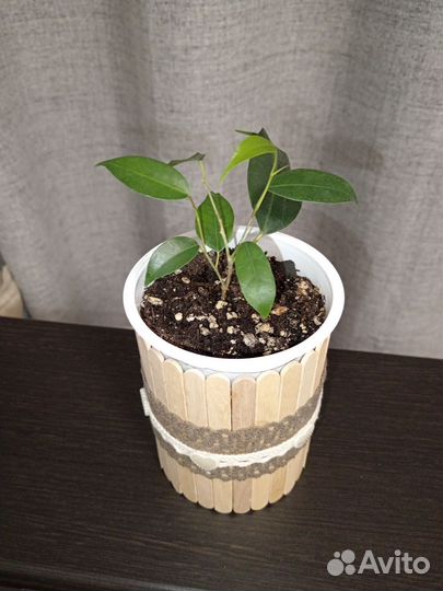 Фикус бенджамина