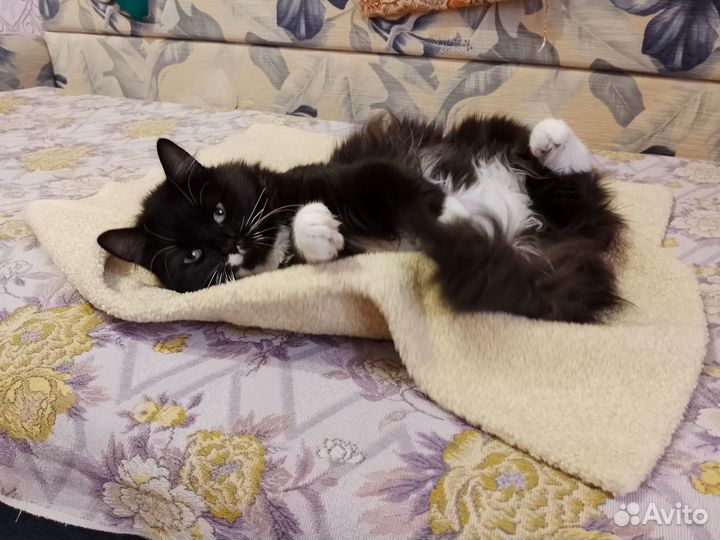 Отдам кошку в добрые руки
