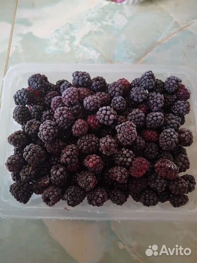 Крыжовник, ежевика,слива,калина,черноплодка