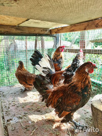 Петух бентаики лохмоногие