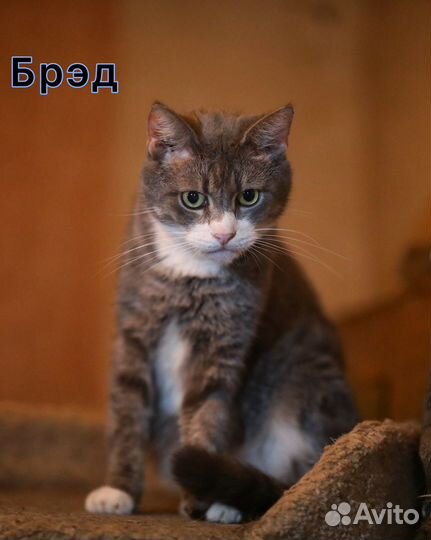 Чудесный котик Брэд ждет свою маму