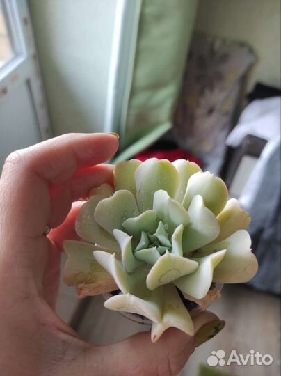 10 взрослых разных суккулентов в одни руки