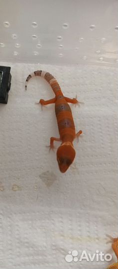 Эублефарчики