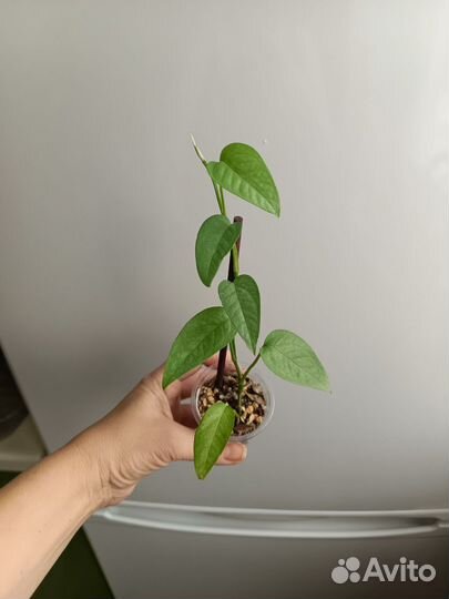 Эпипремнум Себу блю